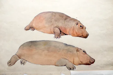 Obaysch, ca. 1850